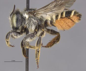 Media type: image;   Entomology 15708 Aspect: habitus lateral view